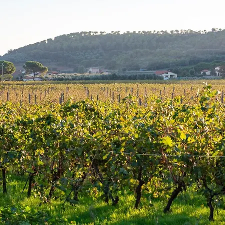 Terre Di Castiglione * 卡斯蒂里昂纳·德拉佩