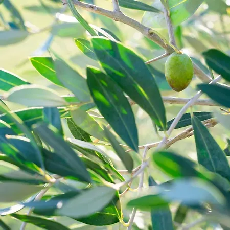 Terre Di Castiglione Castiglione della Pescaia
