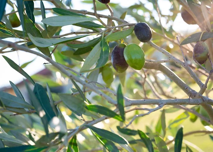 Terre Di Castiglione *