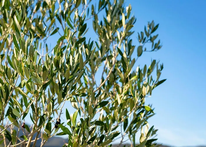 Terre Di Castiglione Farma